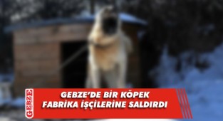 Zincirini koparan kangal, işçilere saldırdı