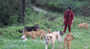 4 minik köpeği, acımadan ölüme terk ettiler