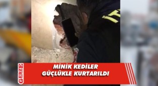 Apartman boşluğunda sıkışan kediler kurtarıldı