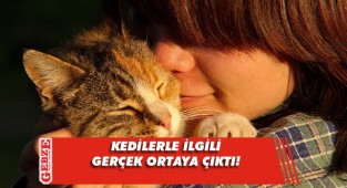Bilimsel araştırma: Kediler sahiplerinin ismini biliyor