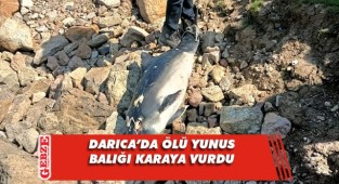 Darıca'da ölü yunus balığı bulundu
