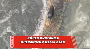 Derede mahsur kalan köpek, vinçle kurtarıldı