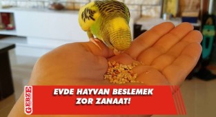 Evde hayvan beslemek hiç kolay değil!