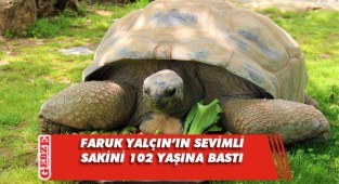 Kaplumbağa Tuki 102 yaşına girdi