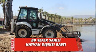 Kocaeli sahilini hayvan dışkısı bastı