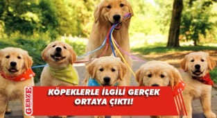Köpekler insanları manipüle ediyormuş
