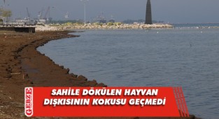 Sahil hayvan gübresi kokuyor