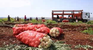 Soğan hasatı başladı! Tarladan çıkışı 4 TL