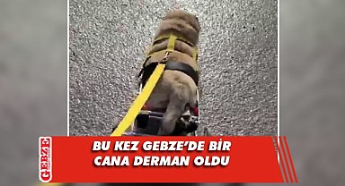 Abdülmenaf Çelik, Gebzeli cana yardım etti
