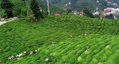 Çay ihracatı yüzde 26 arttı