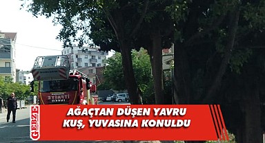 Çayırova'da yavru kuş yuvasına kavuştu