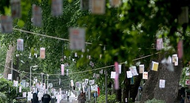 Cumhuriyet Bulvarı’nda ağaçlar kitap açacak
