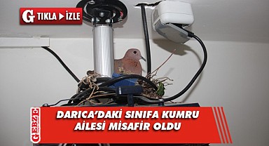 Darıca'da bir sınıfa kumru yuva yaptı