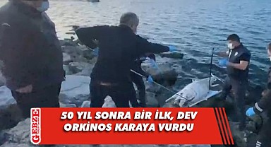 Darıca'da dev orkinos karaya vurdu