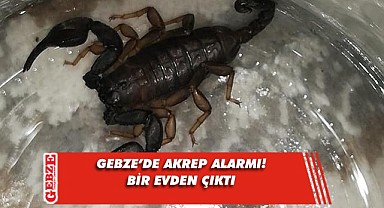 Gebze’de akrep kabusu! Evlerinden çıktı