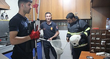 Kahvehanenin dikenli misafiri tebessüm ettirdi