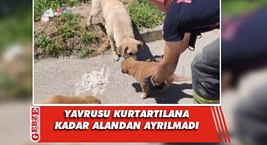 Yavrusu kurtarılana kadar başında bekledi