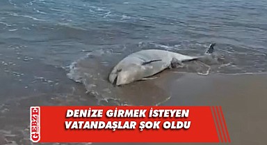 Cebeci Sahili'ne ölü yunus balığı vurdu!