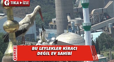 Dilovası'nın daimi leyleği bu sene de yerinde