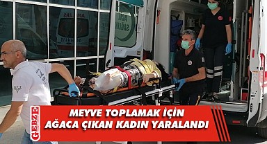 Gebze'de ağaçtan düşen kadın yaralandı