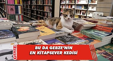 Gebze'nin kitapsever kedisi objektiflere takıldı