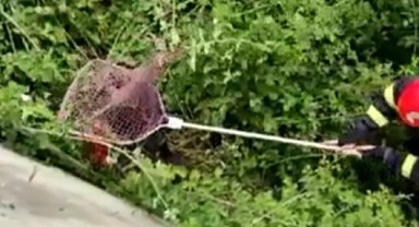İtfaiye ekiplerinden 'tavuk kurtarma' operasyonu