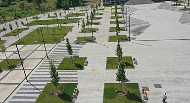 Kartepe’de çınar ağaçları yeşerecek