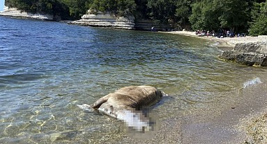 Kocaeli'de kıyıya 4 büyükbaş ölüsü vurdu