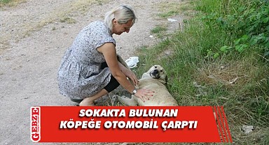  Köpeğe çarptı, yoluna devam etti!