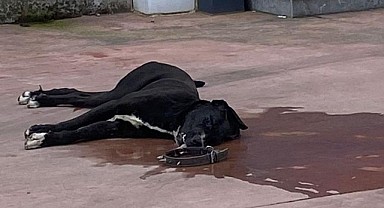 Köpeği döverek öldürdüler