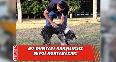 Yürüyemeyecek denilen yaralı köpek ilk adımını attı
