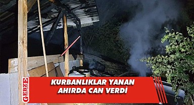 7 büyükbaş hayvan telef oldu!