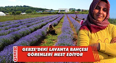 Gebze'deki lavanta bahçesi ilçeye renk katıyor
