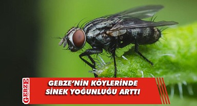 Gebze kırsalı sinek sorunuyla boğuşuyor