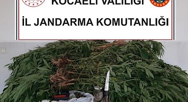 Kamu arazisine kenevir eken şahıs yakalandı