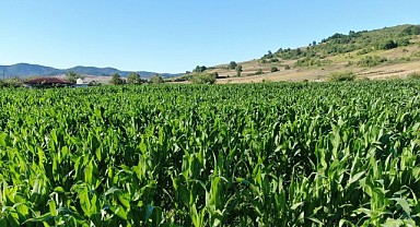 Yağışlar bereket getirdi, mısır ekiminde artış yaşandı