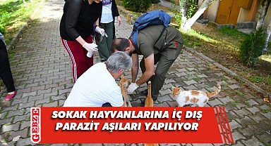 Çayırova’da sokak hayvanlarına aşı