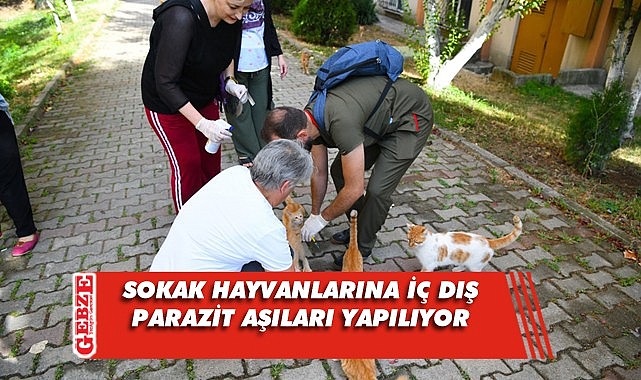 Çayırova’da sokak hayvanlarına aşı