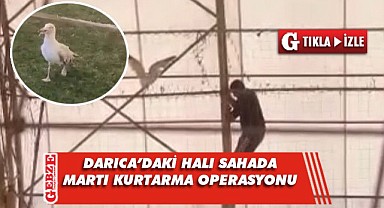 Darıca'da tel örgülere takılan martı kurtarıldı