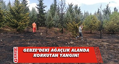 Gebze'deki ağaçlık alanda facianın eşiğinden dönüldü!