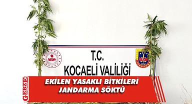 Jandarma 300 kök Hint Kenevirini imha etti