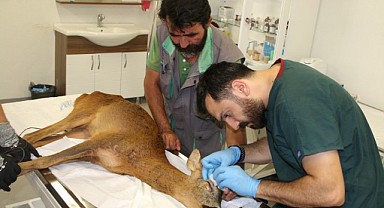 Kandıra’da kurtarılan karaca tedavi ediliyor