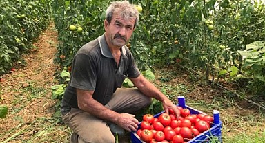 Modern seralardaki verim üreticiyi sevindirdi