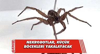 Ölü örümceklerden, robot yaptılar