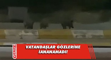 Şaşırtan olay! Domuzlar şehre indi