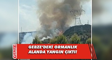 Tavşanlı Mahallesi'ndeki ormanlık alanda yangın!