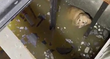 Asansör boşluğuna düşen köpekleri itfaiye kurtardı