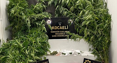 Elindeki orakla hint keneviri keserken yakalandı