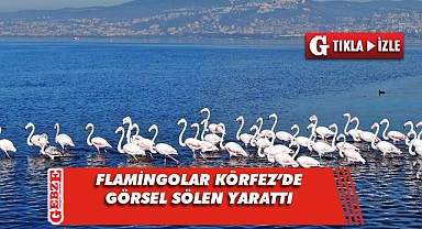 Göç etmeyen flamingoların görsel şöleni