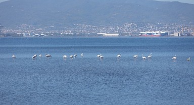 İzmit Körfezi, flamingoların değişmez adresi oldu